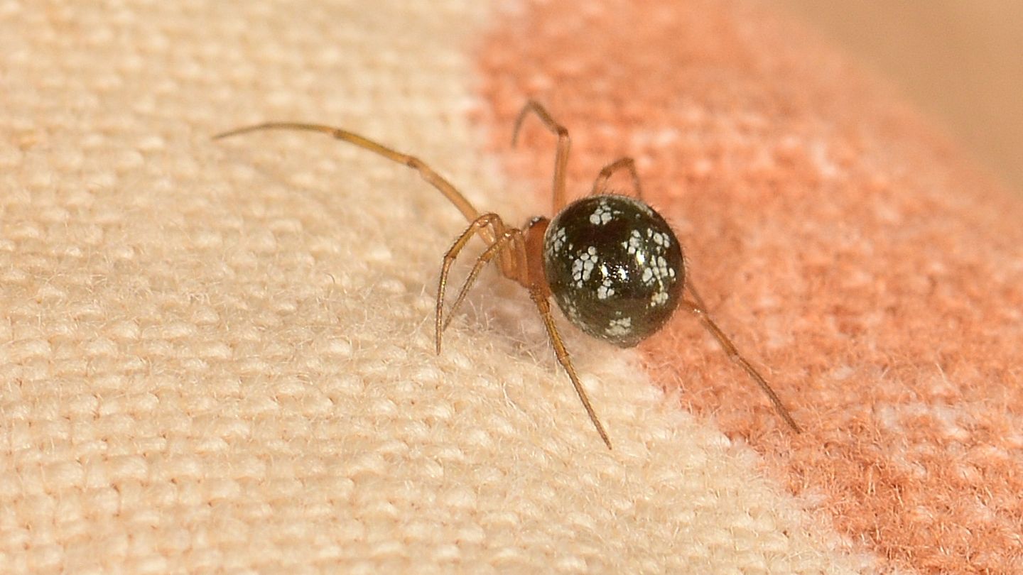 Steatoda triangulosa, maschio - Mediglia (MI)