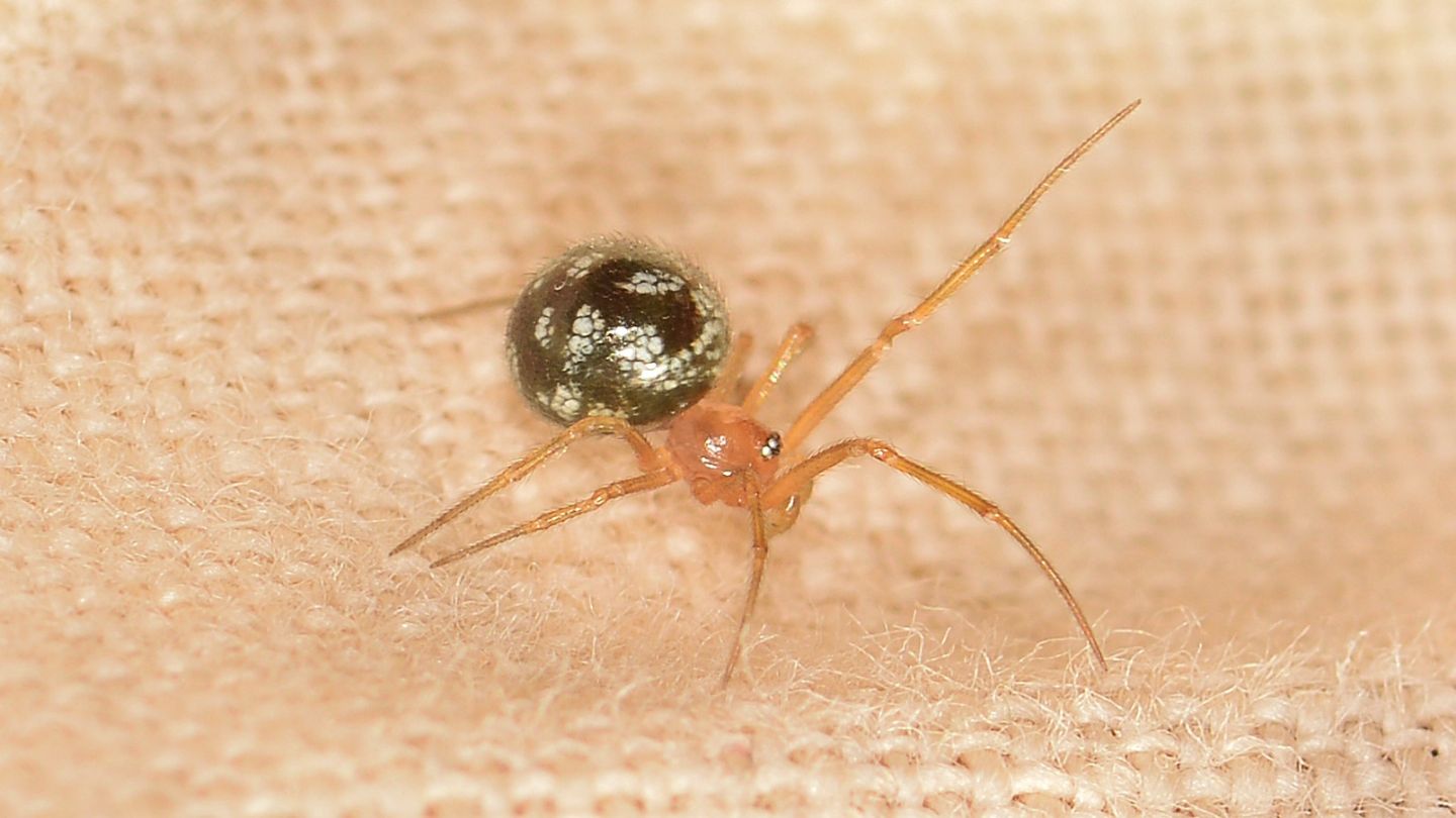 Steatoda triangulosa, maschio - Mediglia (MI)