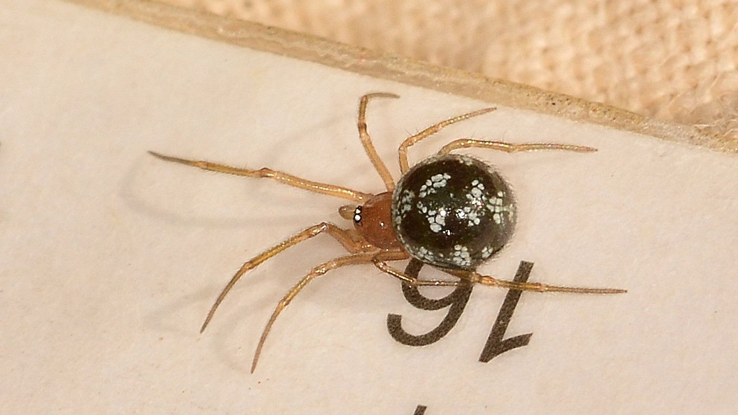 Steatoda triangulosa, maschio - Mediglia (MI)