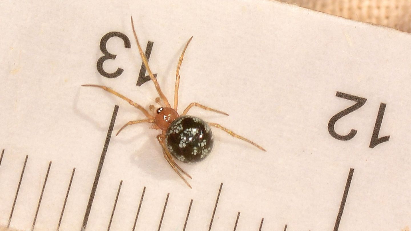 Steatoda triangulosa, maschio - Mediglia (MI)