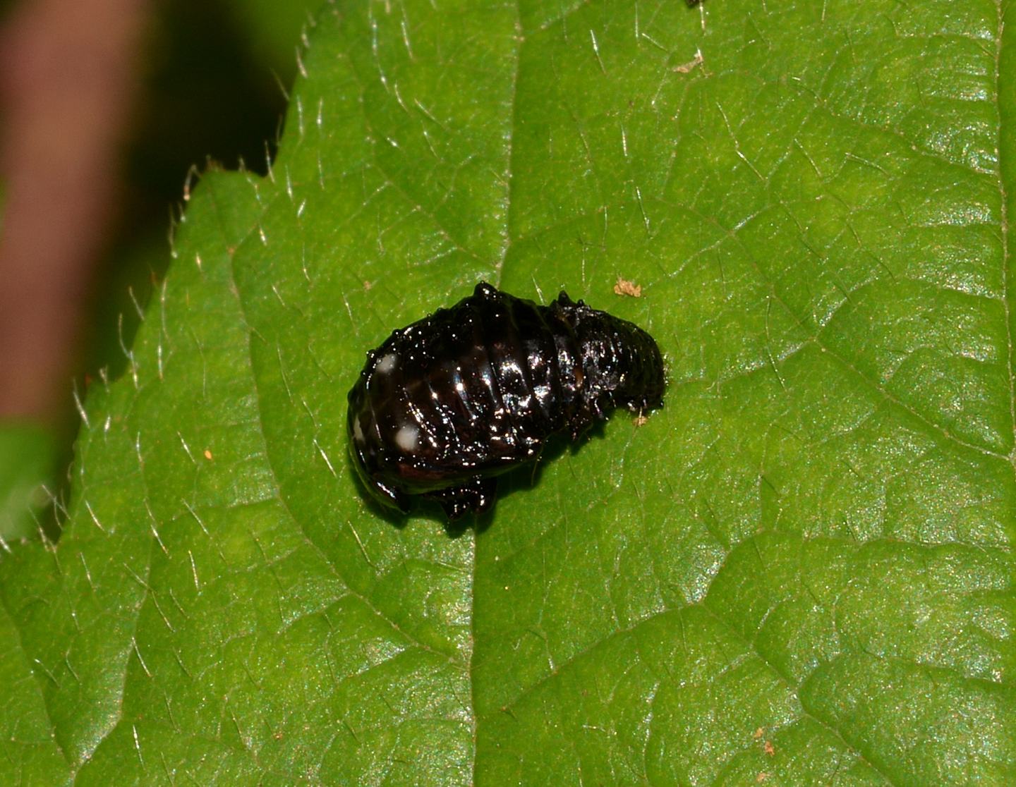 Plagiosterna (= Linaeidea) aenea (Chrysomelidae): adulto, larva e pupa