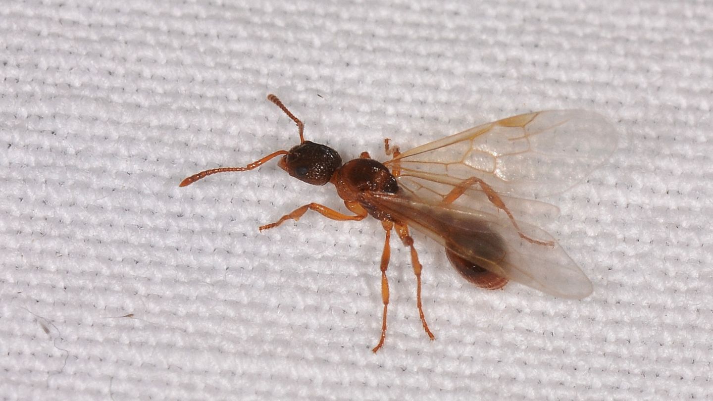 Formica alata: cfr. Myrmica sp.