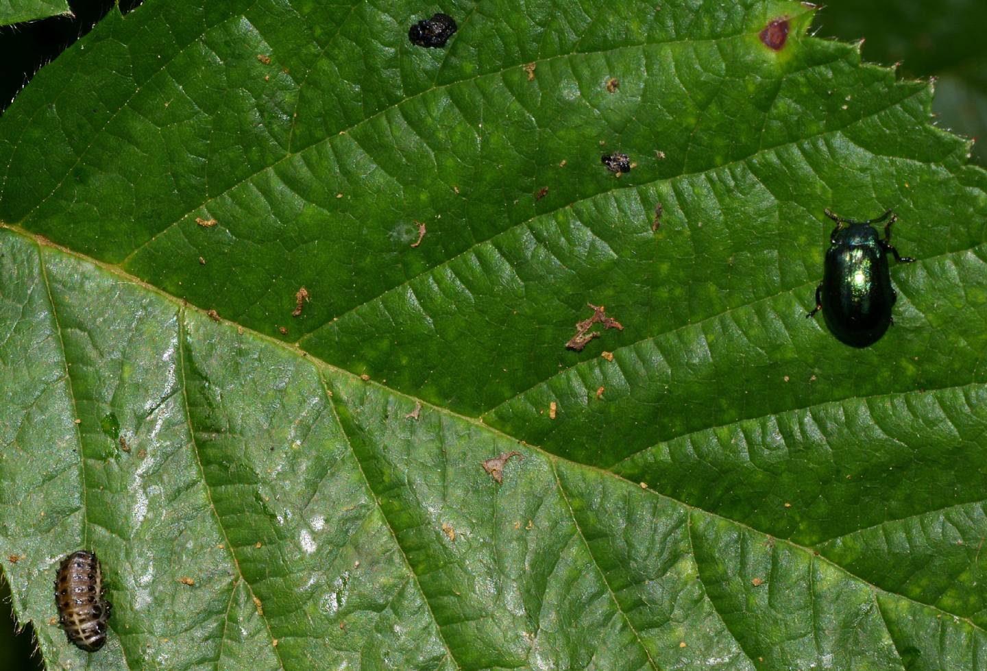 Plagiosterna (= Linaeidea) aenea (Chrysomelidae): adulto, larva e pupa