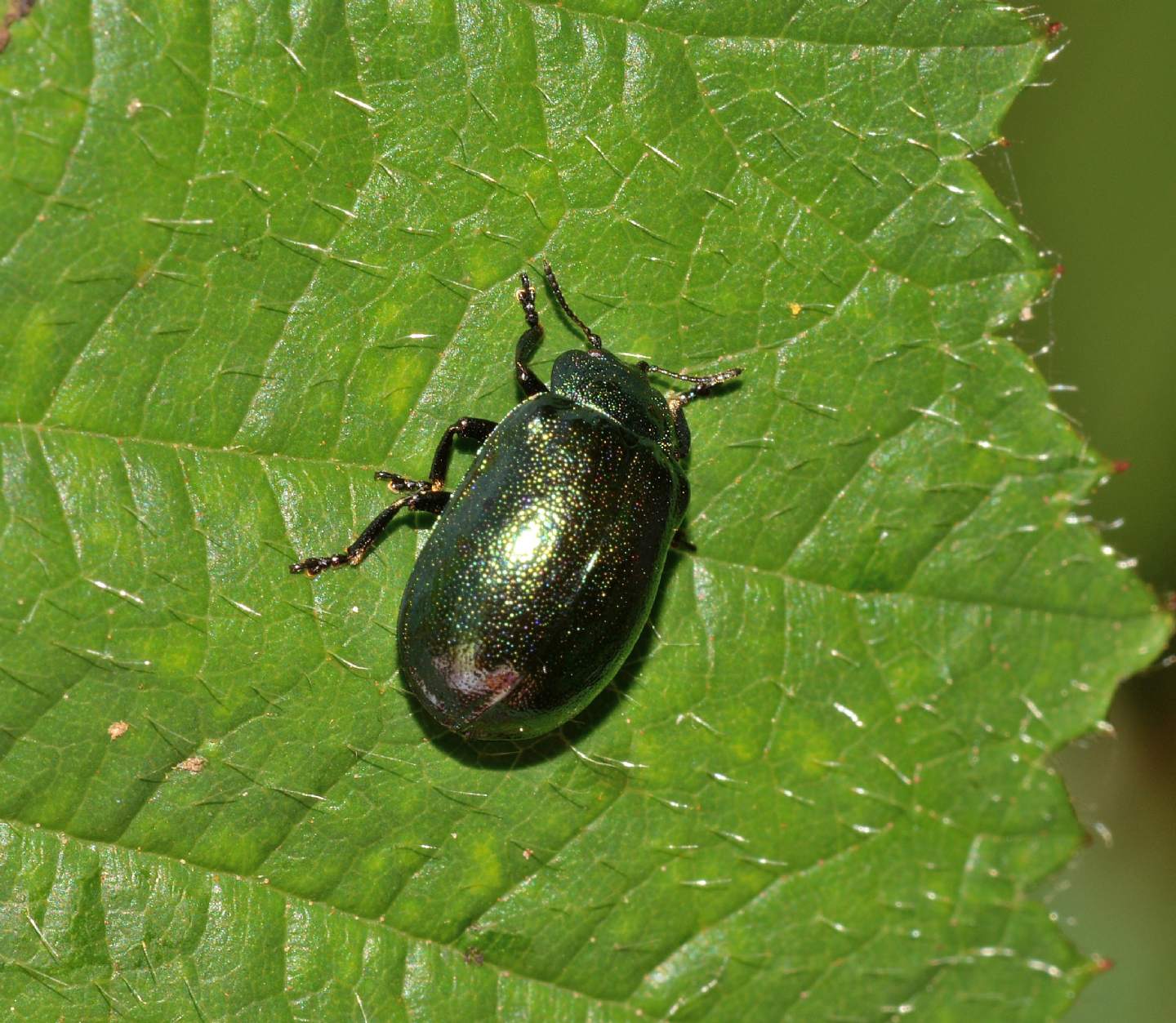 Plagiosterna (= Linaeidea) aenea (Chrysomelidae): adulto, larva e pupa