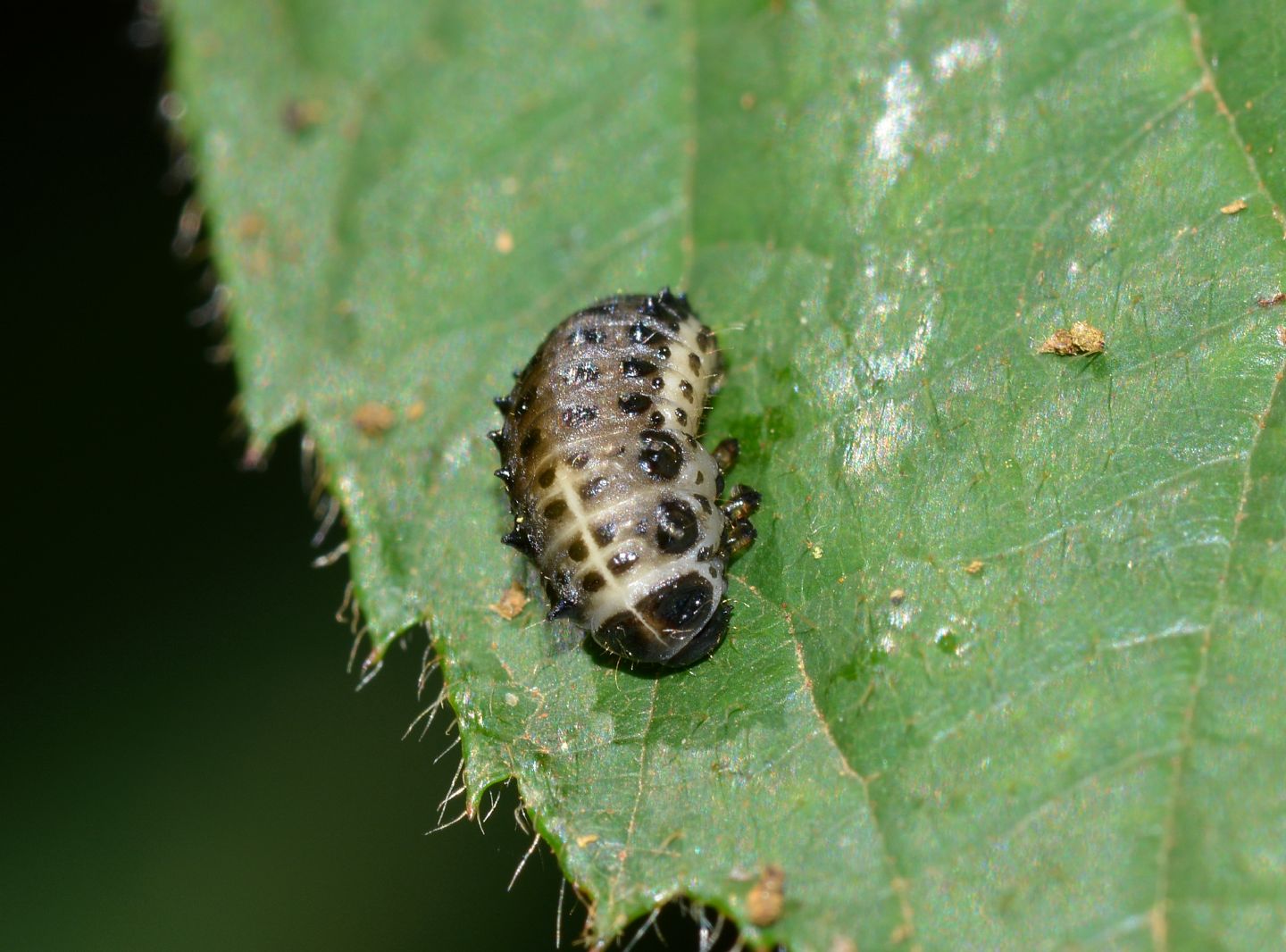 Plagiosterna (= Linaeidea) aenea (Chrysomelidae): adulto, larva e pupa
