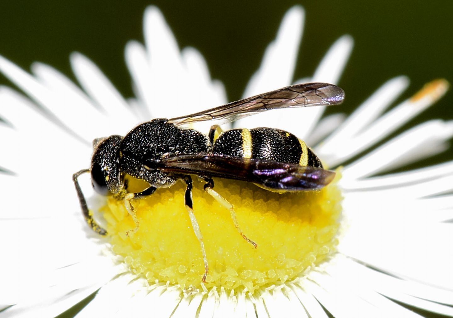 Vespidae Eumeninae: Stenodynerus cfr. chevrieranus