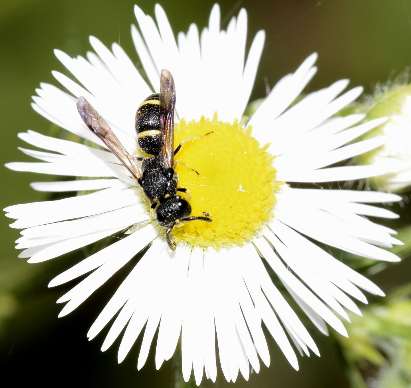 Vespidae Eumeninae: Stenodynerus cfr. chevrieranus