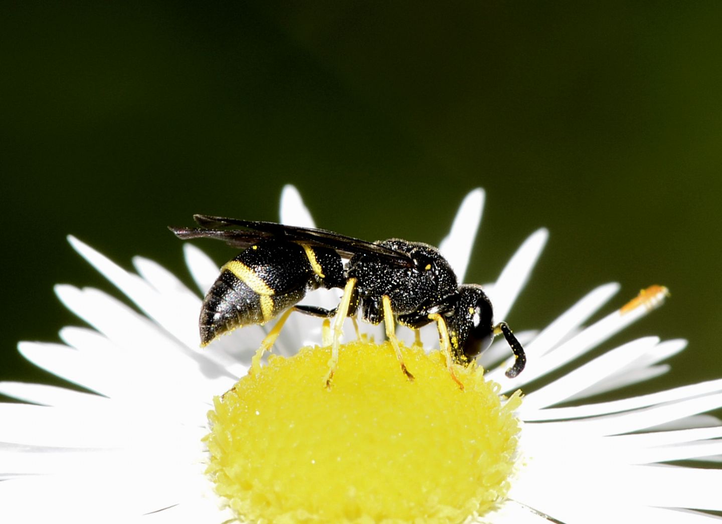 Vespidae Eumeninae: Stenodynerus cfr. chevrieranus
