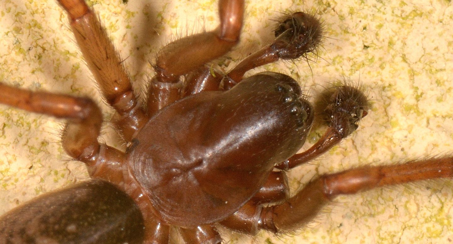 Maschio di Agelenidae Coelotinae - Bannio Anzino (VCO)