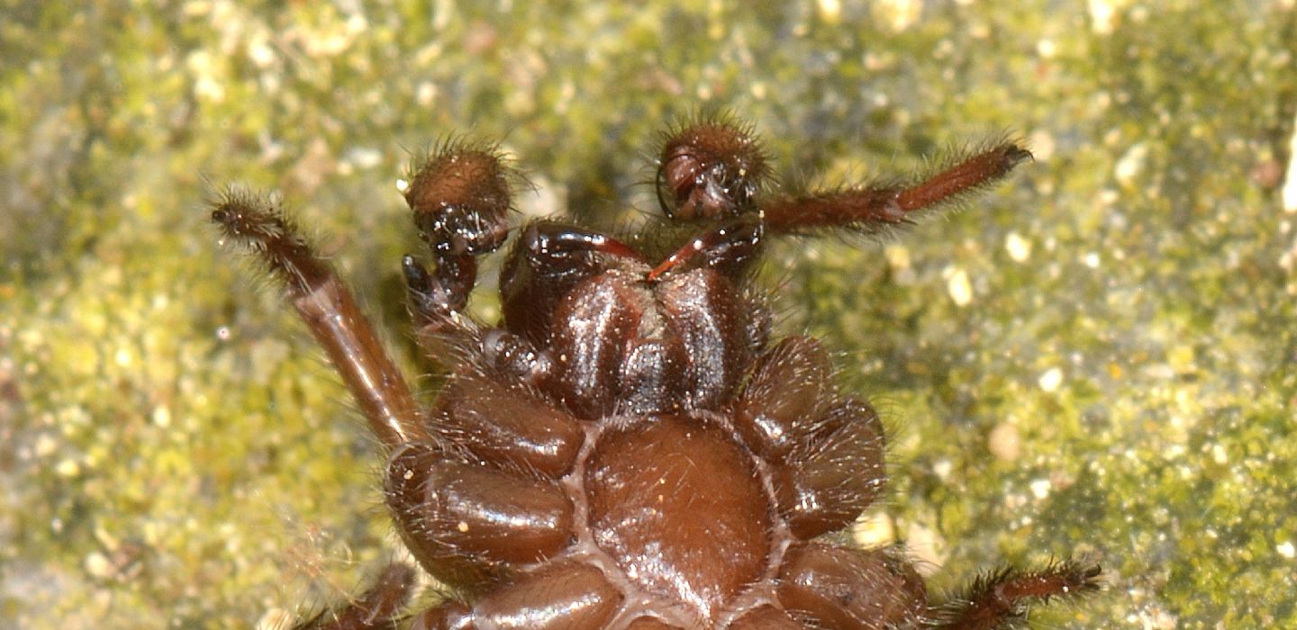 Maschio di Agelenidae Coelotinae - Bannio Anzino (VCO)