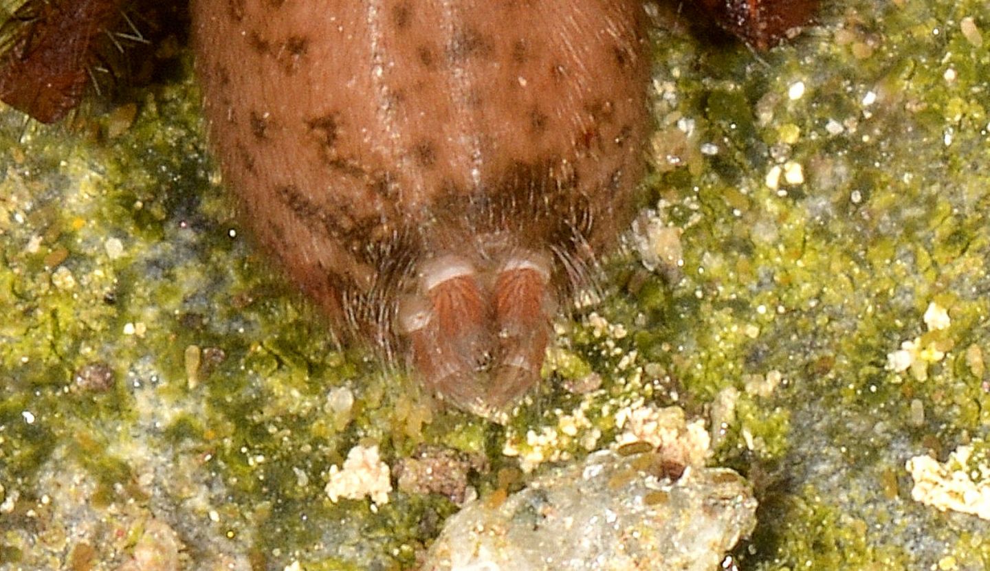 Maschio di Agelenidae Coelotinae - Bannio Anzino (VCO)