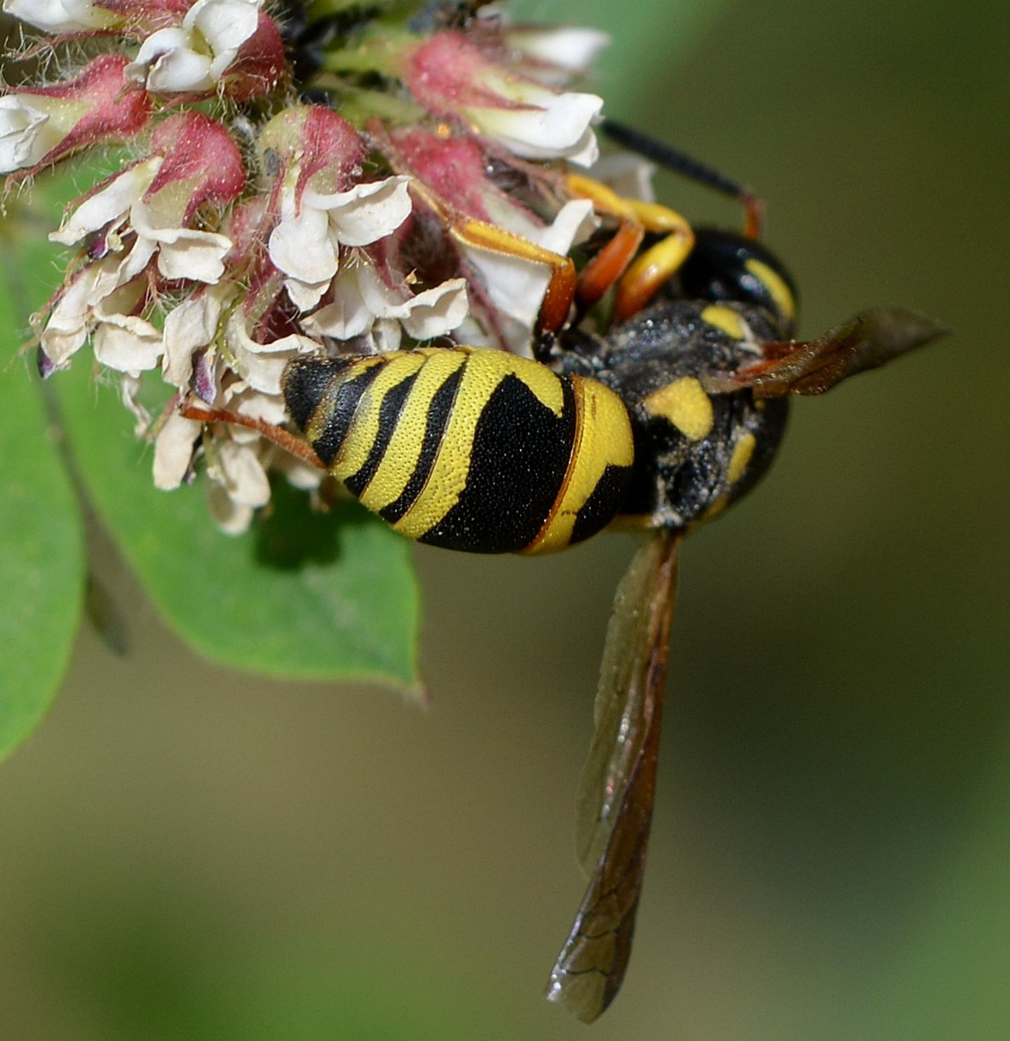 Vespidae Eumeninae in Sardegna:  Euodynerus cfr. dantici