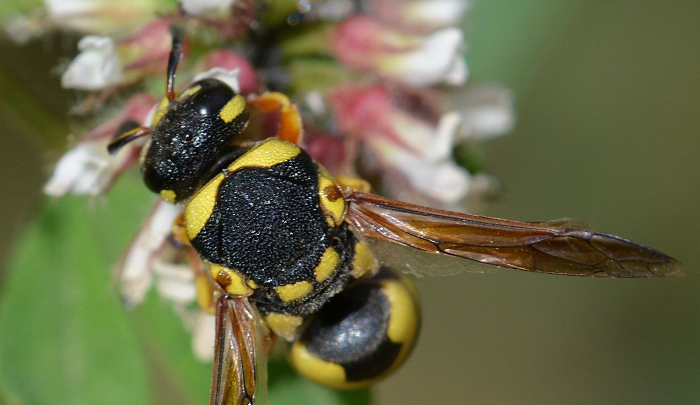 Vespidae Eumeninae in Sardegna:  Euodynerus cfr. dantici