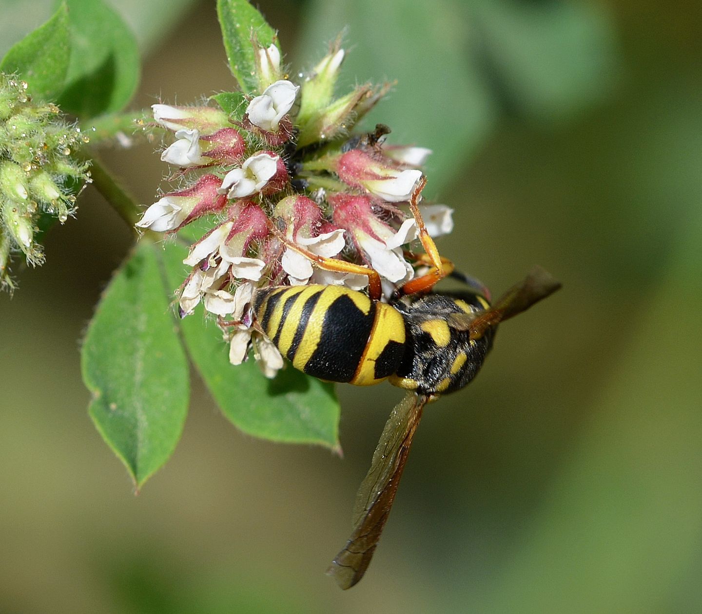 Vespidae Eumeninae in Sardegna:  Euodynerus cfr. dantici