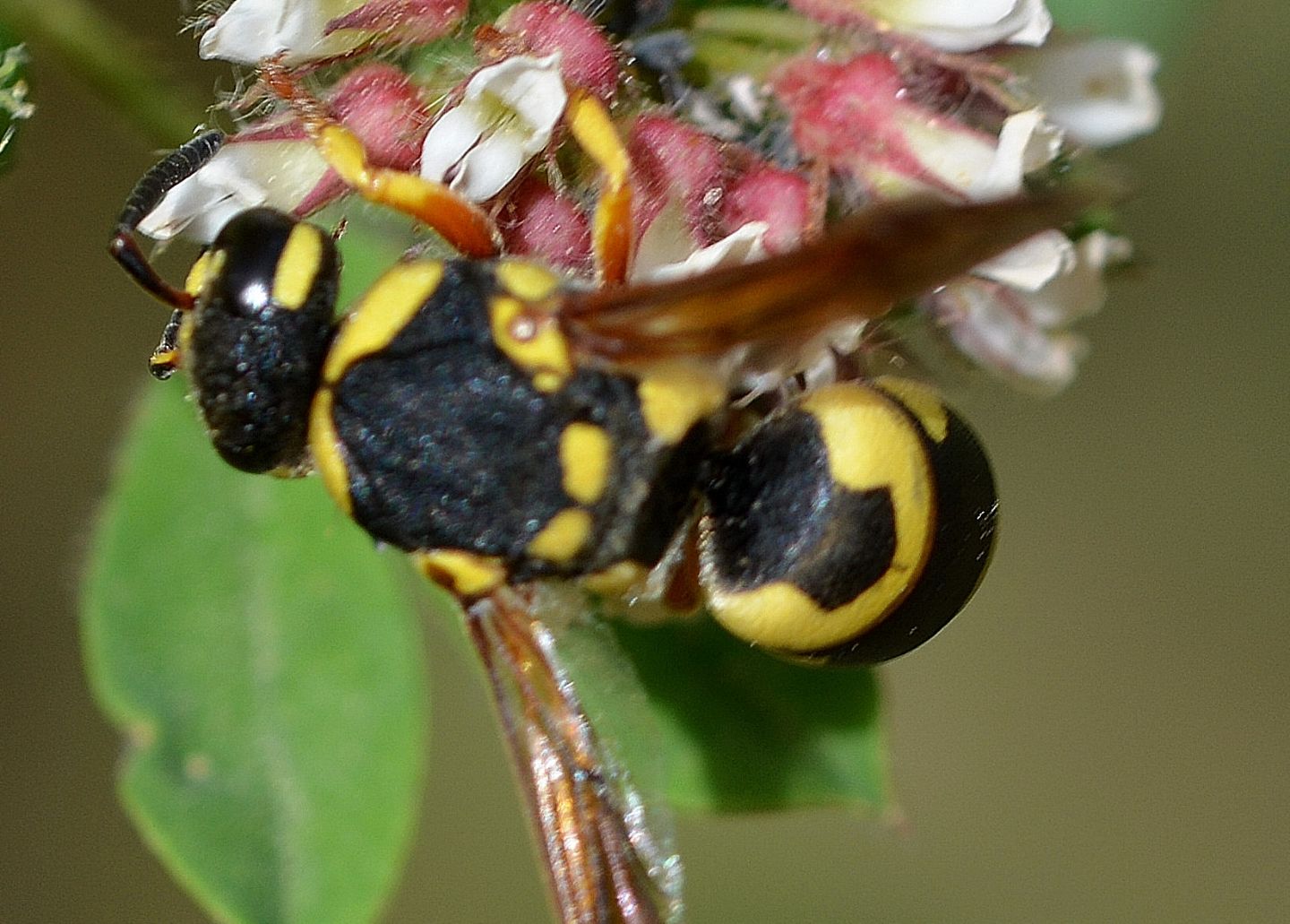 Vespidae Eumeninae in Sardegna:  Euodynerus cfr. dantici