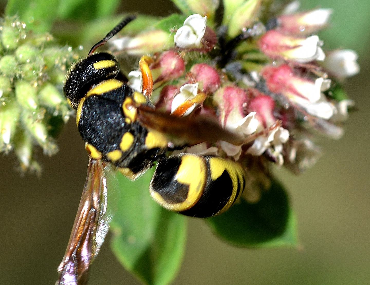 Vespidae Eumeninae in Sardegna:  Euodynerus cfr. dantici