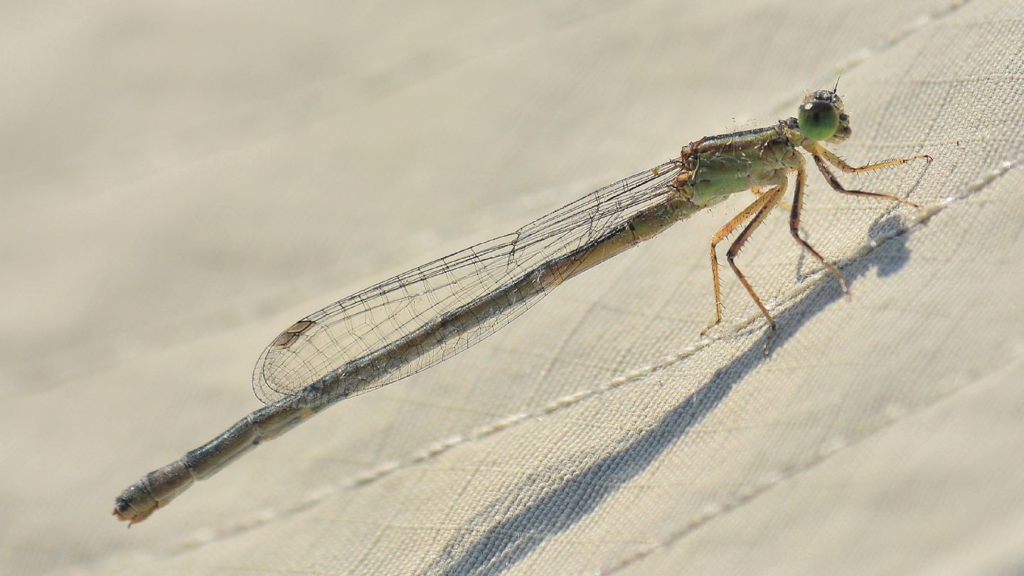 sul cappellino: Ischnura genei