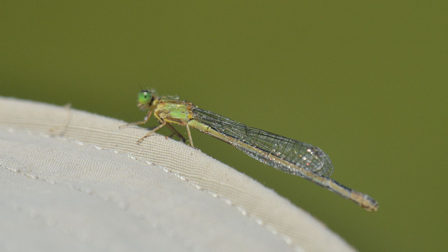 sul cappellino: Ischnura genei