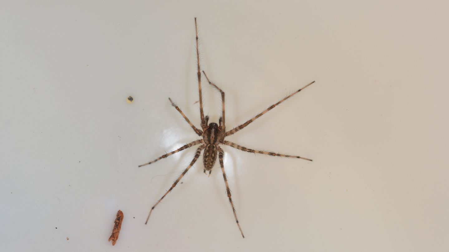 ragno sardo: Tegenaria sp - Orosei (NU)