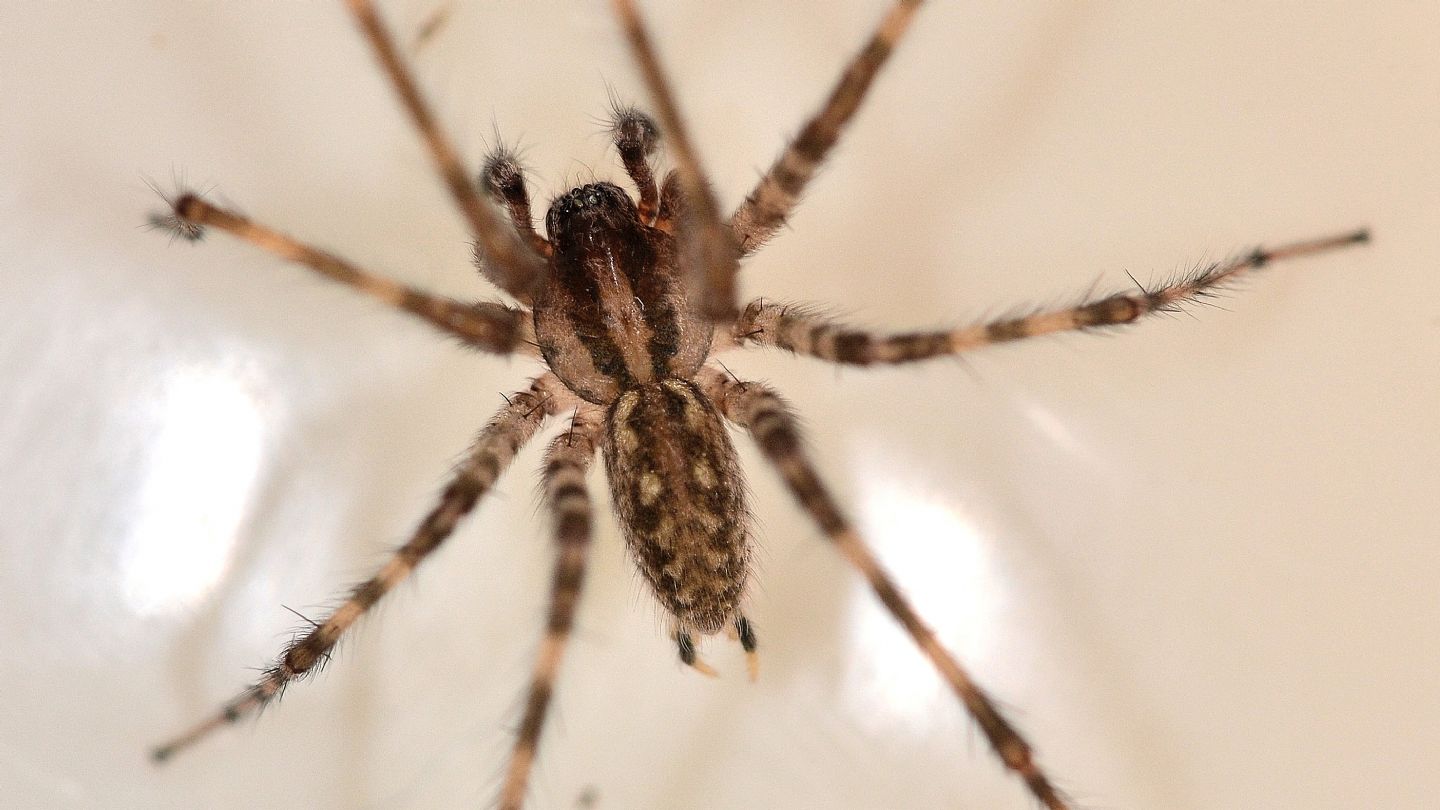 ragno sardo: Tegenaria sp - Orosei (NU)