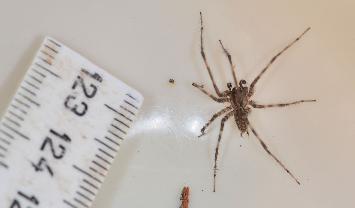 ragno sardo: Tegenaria sp - Orosei (NU)