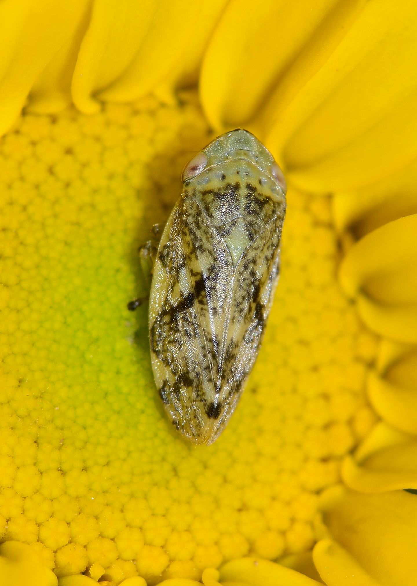 Cidadmorpha Aphrophoridae: Philaenus cfr. spumarius