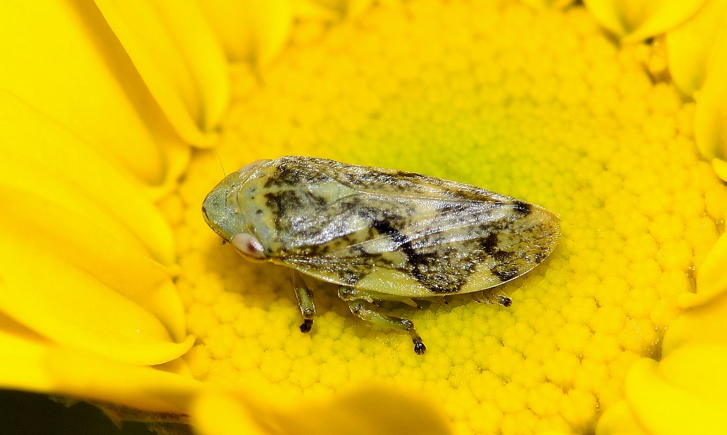 Cidadmorpha Aphrophoridae: Philaenus cfr. spumarius