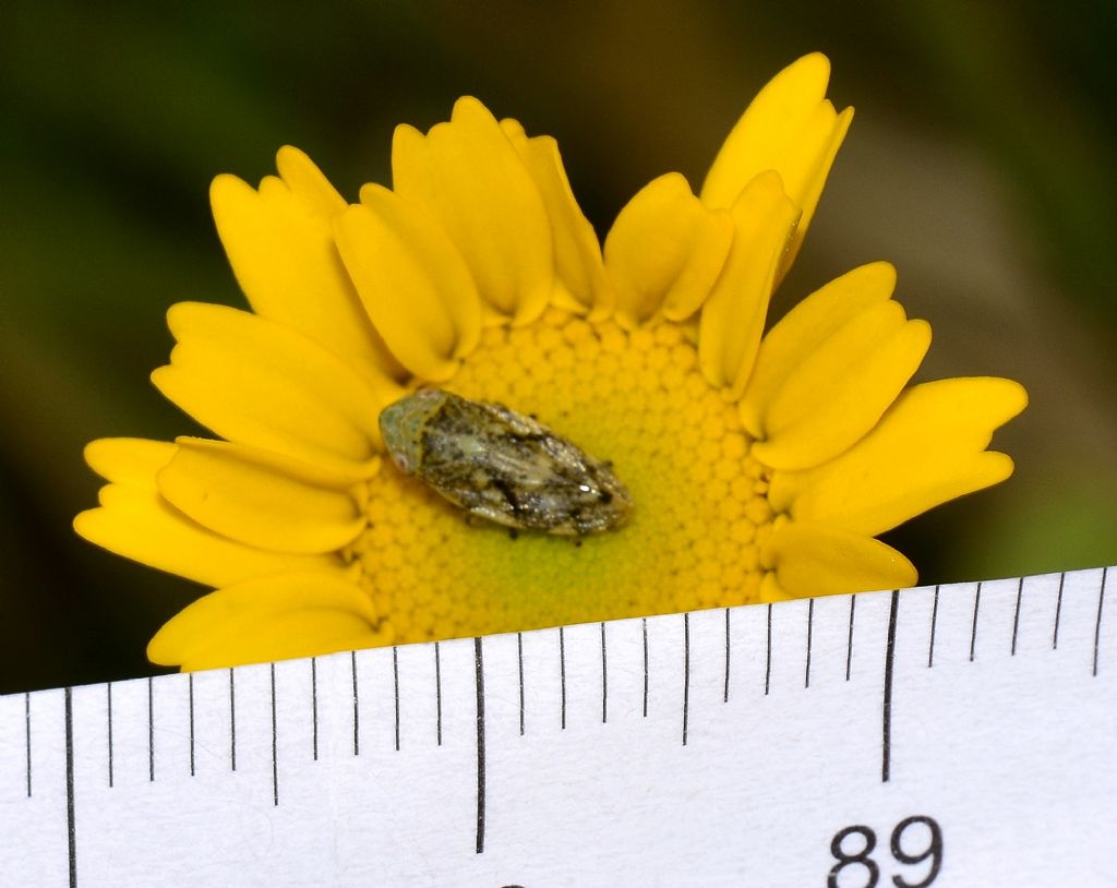 Cidadmorpha Aphrophoridae: Philaenus cfr. spumarius