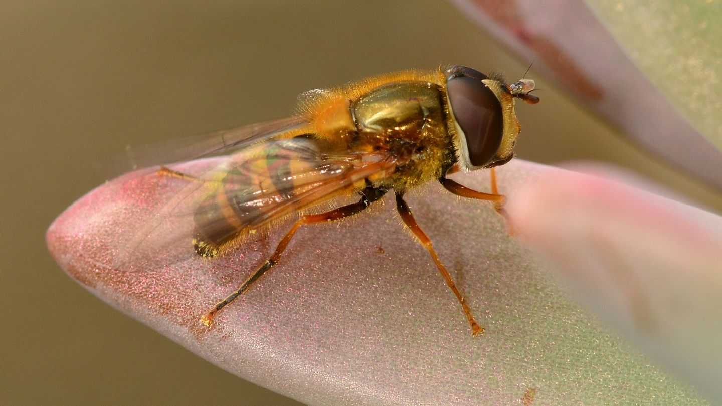 Syrphidae da id