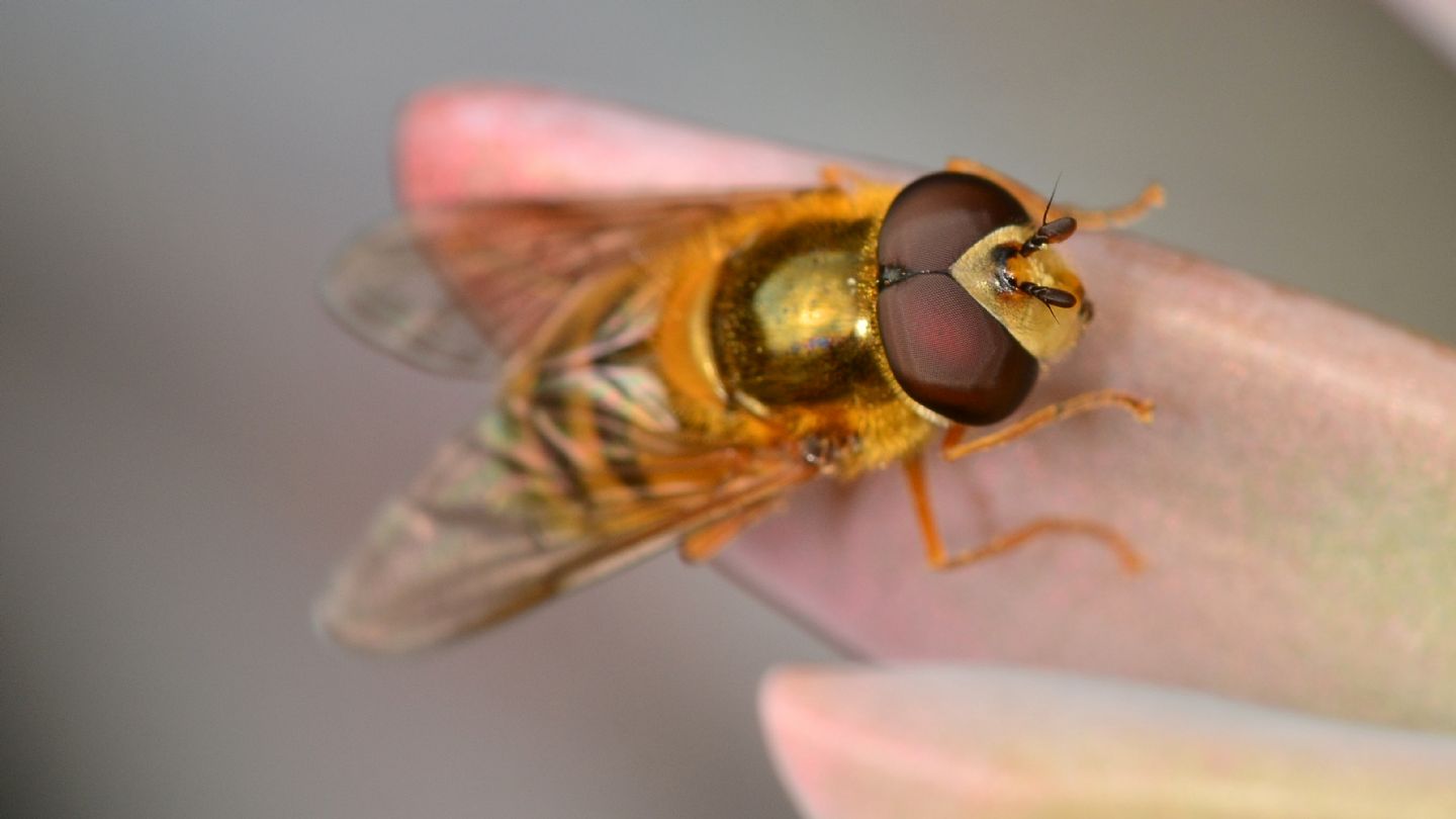 Syrphidae da id