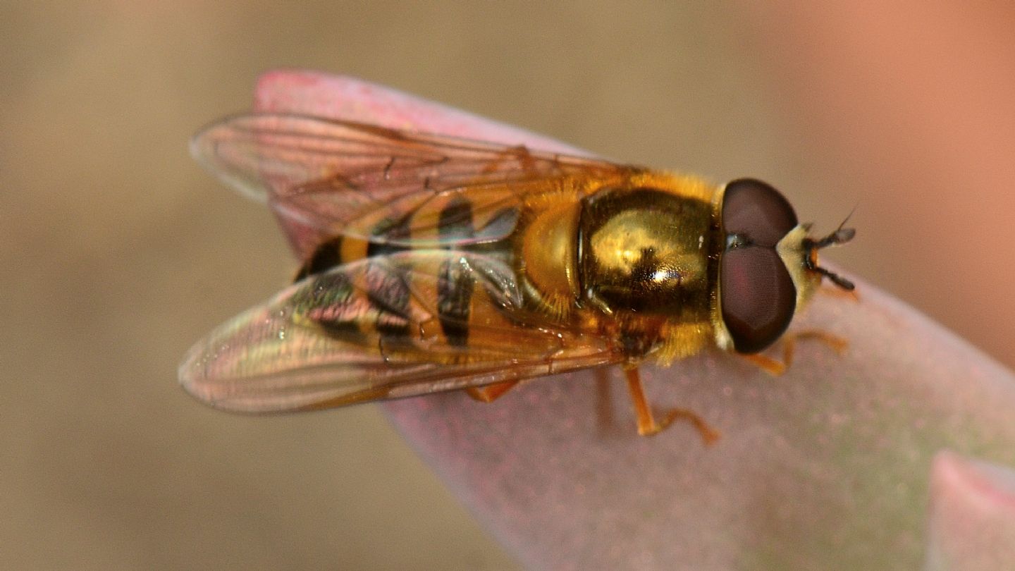 Syrphidae da id