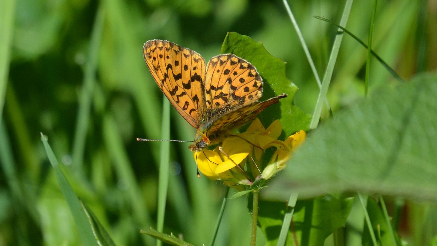 Nymphalidae: Boloria (Clossiana) euphrosyne