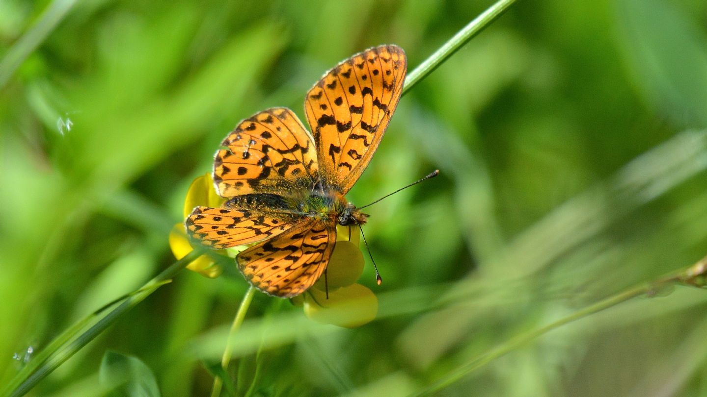 Nymphalidae: Boloria (Clossiana) euphrosyne