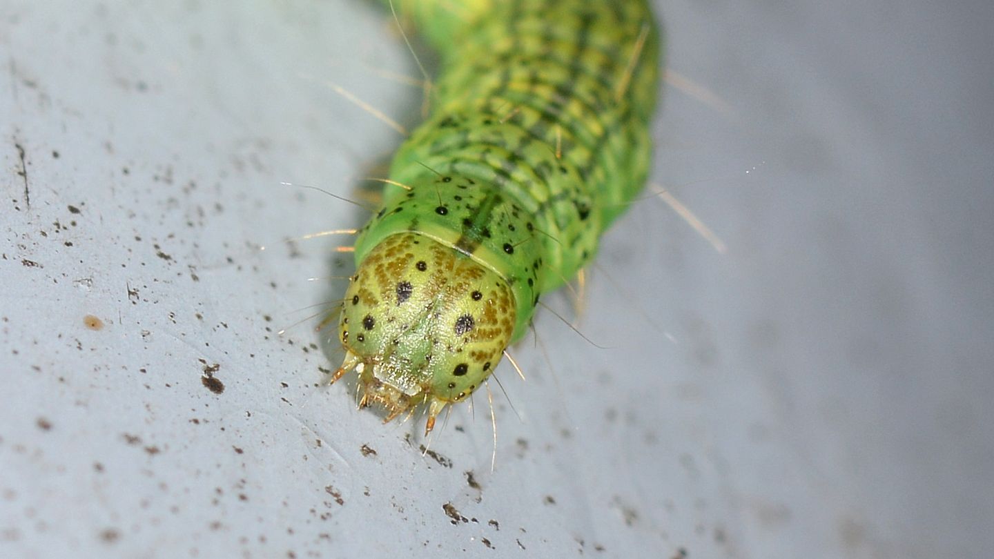 Salebriopsis albicilla, Pyralidae