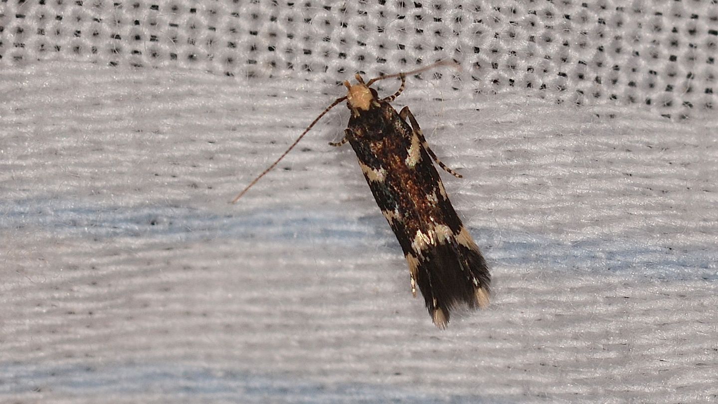 Micro da id: cf. Oxypteryx ochricapilla - Gelechiidae