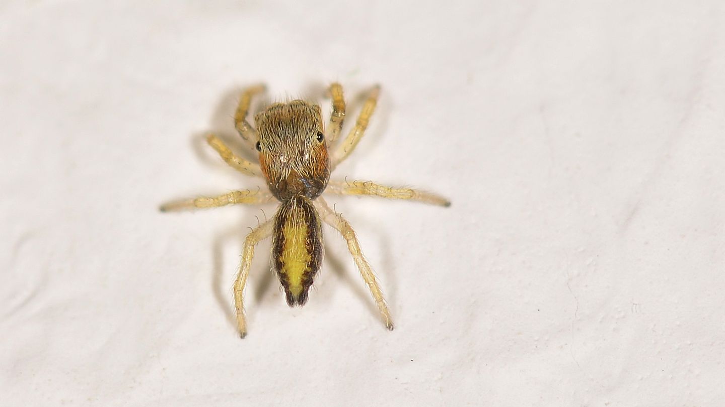 Giovane Salticidae