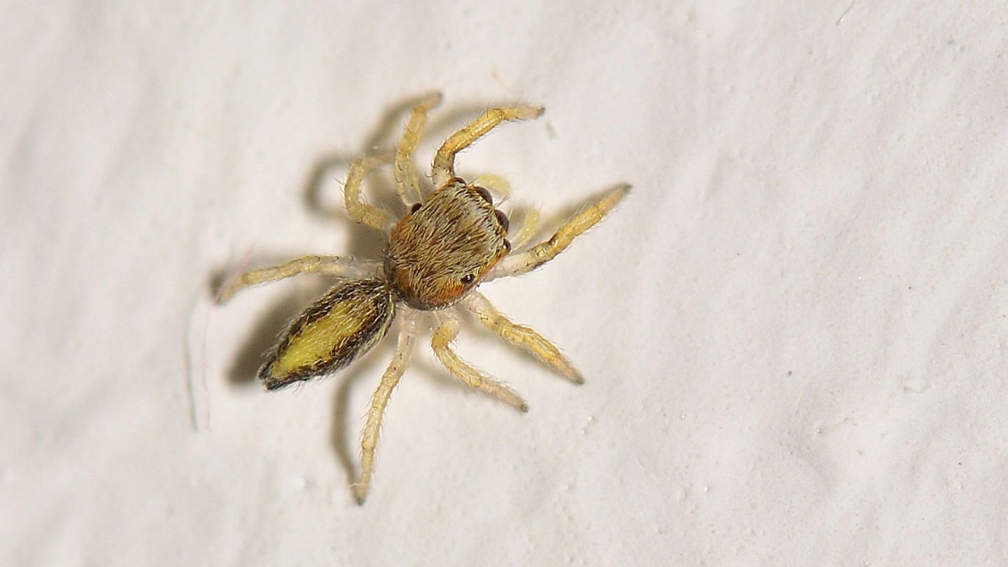 Giovane Salticidae