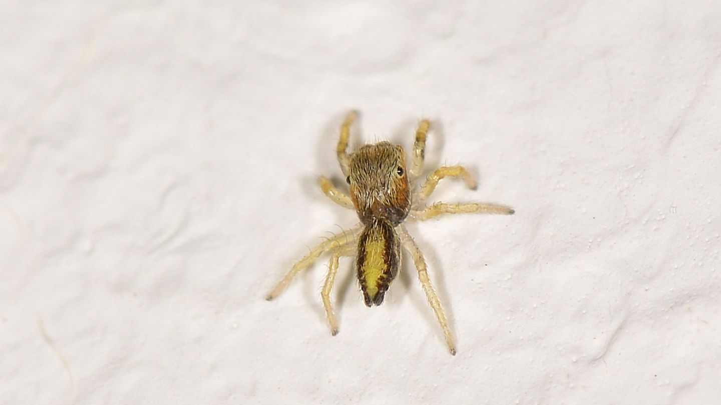 Giovane Salticidae