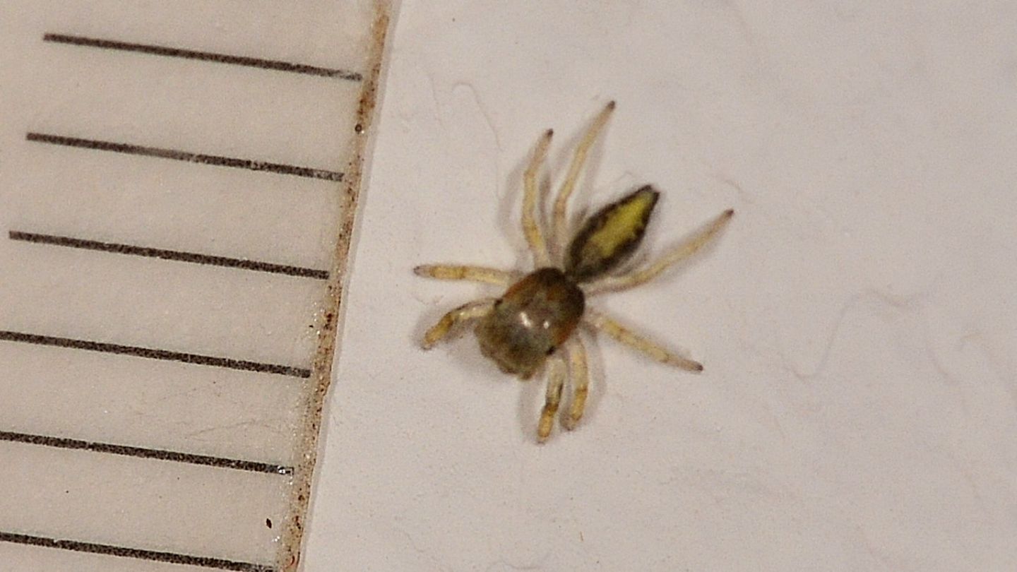 Giovane Salticidae