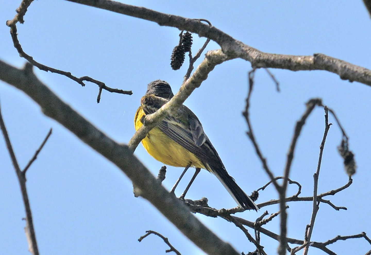 Ballerina gialla o cutrettola ?    Cutrettola cinereocapilla