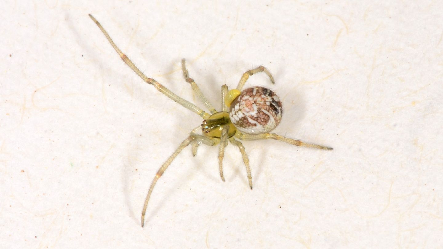 Phylloneta sp.?  S - Mediglia (MI)