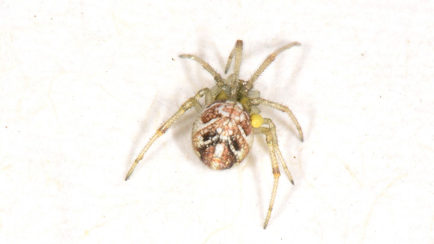 Phylloneta sp.?  S - Mediglia (MI)