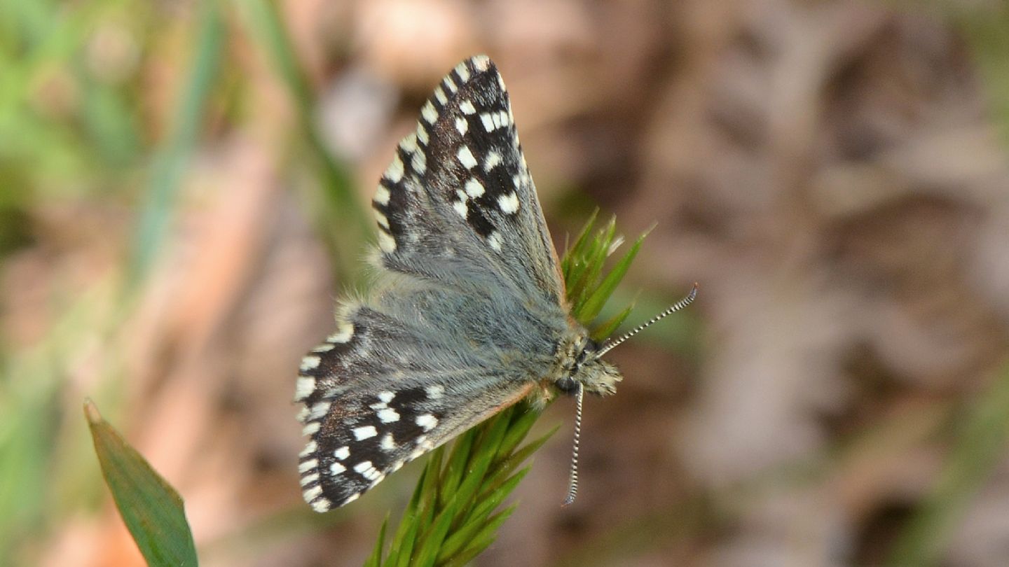 Pyrgus da id:  Pyrgus malvoides