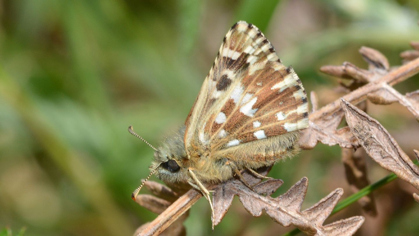 Pyrgus da id:  Pyrgus malvoides