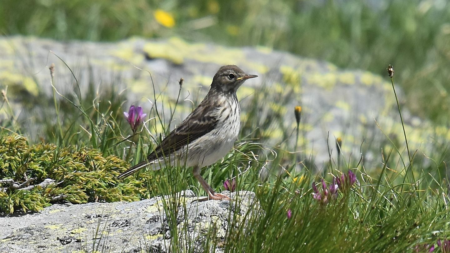 Spioncello (Anthus spinoletta)