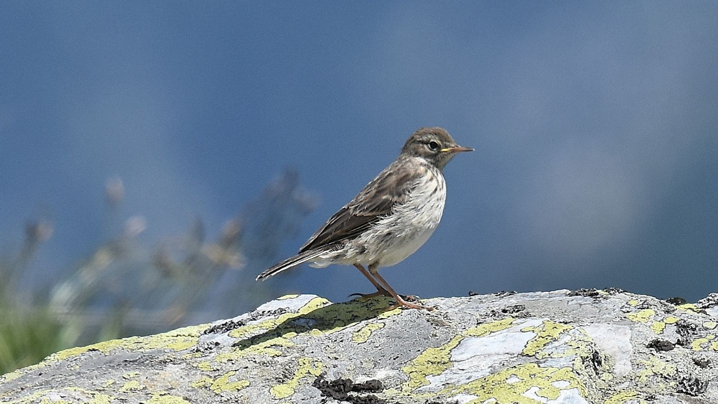 Spioncello (Anthus spinoletta)