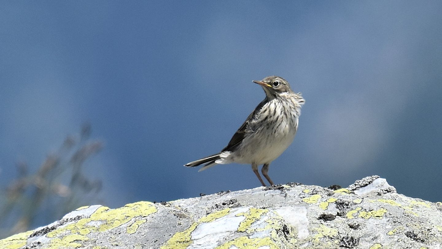 Spioncello (Anthus spinoletta)