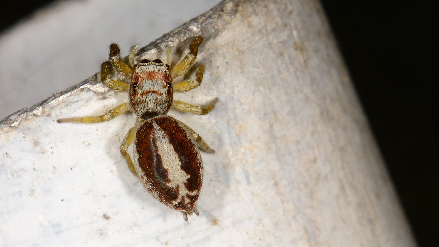Giovane Salticidae