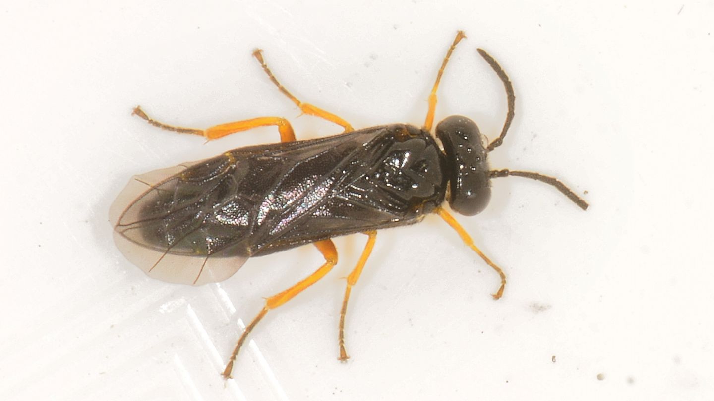 Tenthredinidae nero