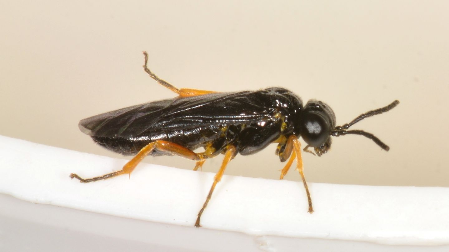 Tenthredinidae nero